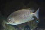 Yellowspotted spinefoot