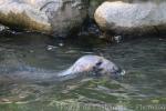 Grey seal