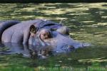 Common hippopotamus