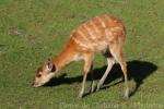 Western sitatunga