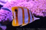 Copperband butterflyfish