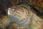 Common snapping turtle