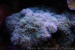 Torch coral