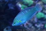 Indian Ocean pinstriped wrasse