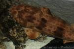 Northern wobbegong