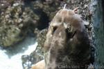 Northern wobbegong