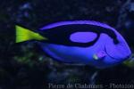 Palette surgeonfish