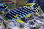 Indian Ocean oriental sweetlips