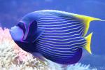 Emperor angelfish