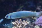 Zebra dartfish