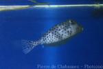 Shortnose boxfish