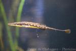 Sea stickleback