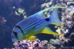 Sailfin snapper