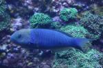 Goldbar wrasse