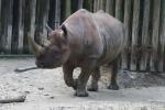 Eastern black rhinoceros