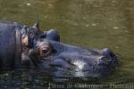 Common hippopotamus