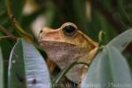 Hong Kong whipping frog