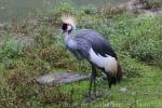 Grey crowned-crane