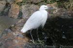 Little egret