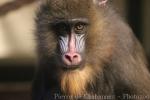 Mandrill