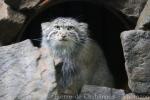 Manul