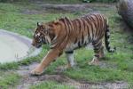 Mainland (Siberian) tiger