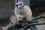 Slender-tailed meerkat