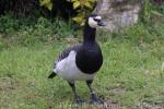 Barnacle goose