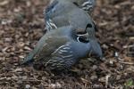 California quail