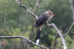 Guira cuckoo