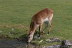 Red lechwe