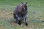 Red-necked wallaby