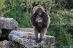 Gelada