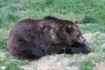 European brown bear