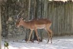 Black-faced impala