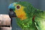 Blue-fronted amazon