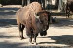 Plains bison