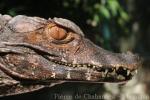 Spectacled caiman