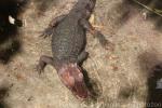 Spectacled caiman