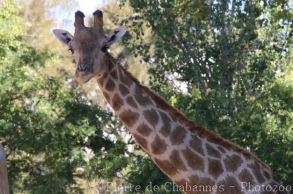 Angolan giraffe