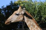 Angolan giraffe