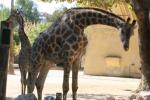 Angolan giraffe