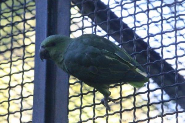 Short-tailed parrot