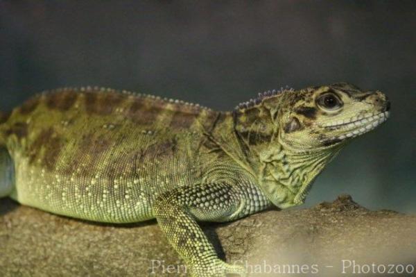 Philippine sailfin lizard