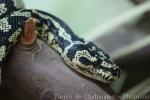 Jungle carpet python