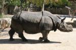 Indian rhinoceros