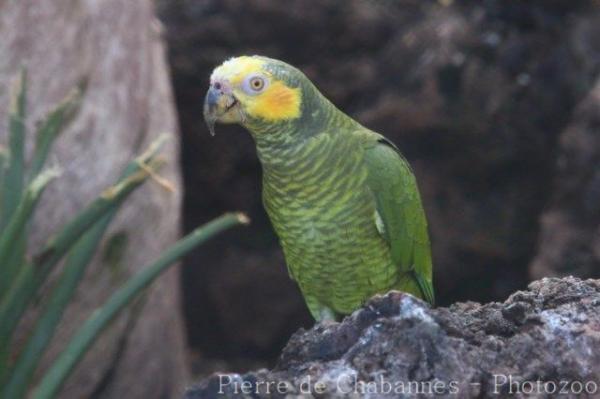 Yellow-faced parrot