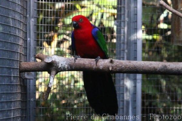 Moluccan king-parrot