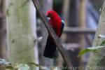 Papuan king-parrot