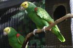 Yellow-headed amazon